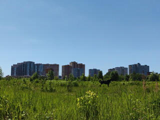 Fototapeta na wymiar Green meadows of the village of Skolkovo