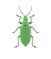 Weevil. Green beetle in cartoon style isolated on white background. - obrazy, fototapety, plakaty