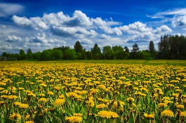 Dandelion flower meadow