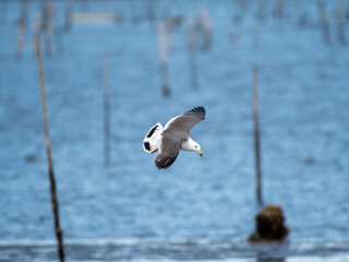 seagull in the sea