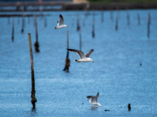 海の上を飛んでいるうみねこ