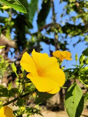 yellow flower in the garden