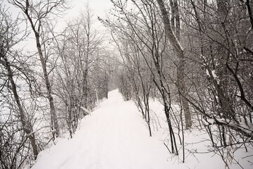 Snow covered trail through a bare winter forest in Gatineau national park, Quebe, Canada 