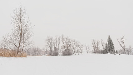 Bare  winter trees and reed in a snow covered field on a sunny winter day in Jean Drapeau park in...