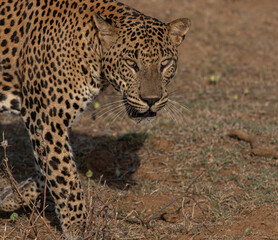 leopard close-up; leopard close up; Big male leopard stare; Sunshine on leopard face; sun on leopard; leopard in the sun; leopard in sunlight; leopard walking; from Yala National Park Sri Lank