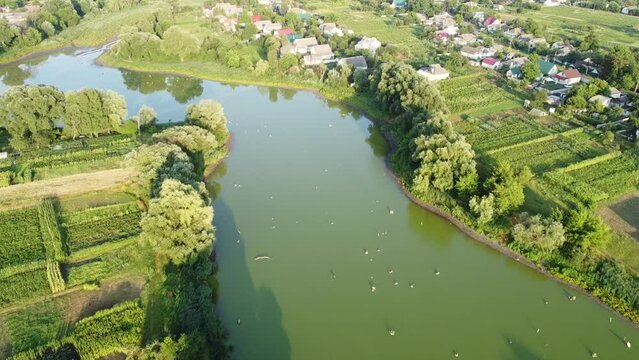 Algal bloom in drying up river in Ukraine