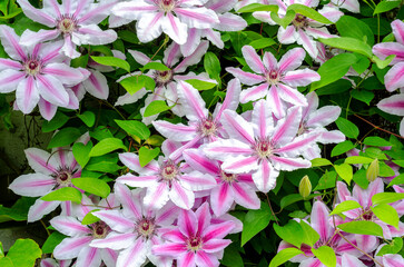 Pink clematis in front of a house 