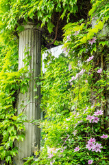 Part of a house entrance with a column, covered with ivy, reflections of the plants in a glass pane
