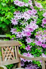 Pink clematis in front of a house 