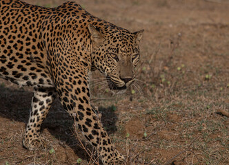 Big male leopard stare; Sunshine on leopard face; sun on leopard; leopard in the sun; leopard in sunlight; leopard walking	