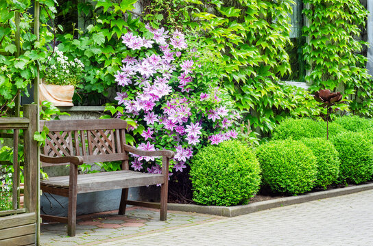 Pink clematis in front of a house with an old bench in the foreground