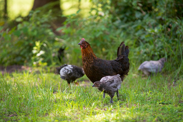 A free range hen and her chicks in the grass