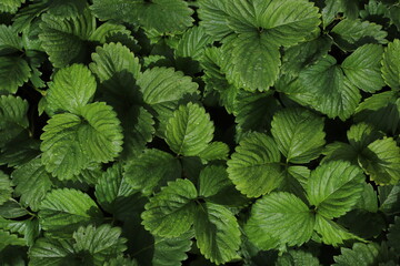 Background of strawberry leaves in close-up with water drops after rain.