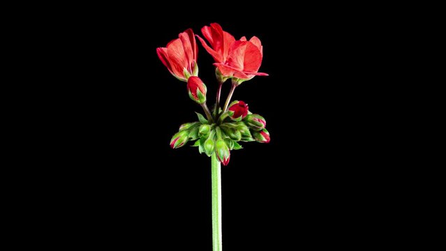 Red Pelargonium Flowers Blooming in Time Lapse on a Black Background. Beautiful Neon Red Geranium Blossoms