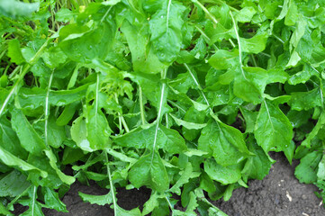 Arugula (Eruca sativa) blooms in the garden