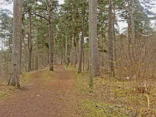  hiking trail through Pirita forest wilderness, Tallinn, Estonia 