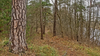  hiking trail through Pirita forest wilderness, Tallinn, Estonia 
