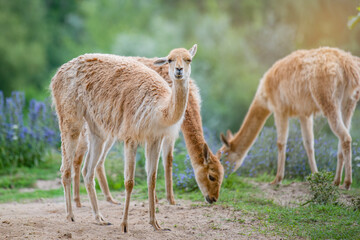Naklejka na ściany i meble Vicuna. Several vicunas stand on a hillock in the evening sun and eat grass. An animal similar to a llama or alpaca.