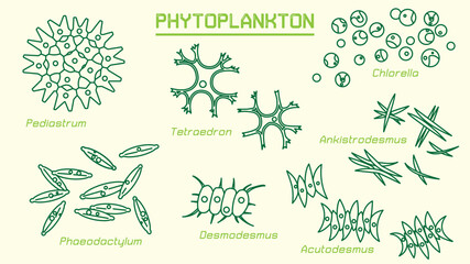 Phytoplankton (cyanobacteria and microalgae) can convert light energy and mineral nutrients into organic matter. They are responsible for the photosynthetic fixation of around 50&times;10^15 g C annually