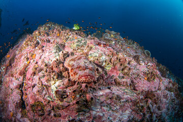 Pacific spotted scorpionfish hiding on the bottom. Stone scorpionfish during the dive on Malpelo...