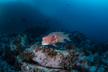 Mexican hogfish diving near the bottom on Malpelo island. Bodianus diplotaenia on the dive. Abundant fish in protected pacific area. 