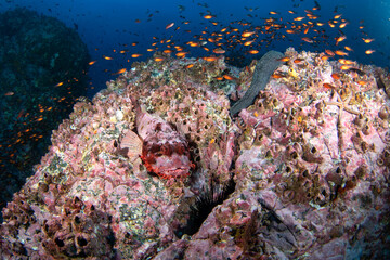 Fototapeta na wymiar Pacific spotted scorpionfish hiding on the bottom. Stone scorpionfish during the dive on Malpelo island. Abundant fish in protected pacific area. Dangerous scorpaena mystes on the rock. 