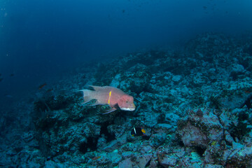 Fototapeta na wymiar Mexican hogfish diving near the bottom on Malpelo island. Bodianus diplotaenia on the dive. Abundant fish in protected pacific area. 