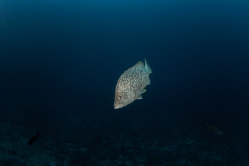 Leather bass during dive next to Malpelo. Curious fish on the dive. Abundant fish in protected area. 