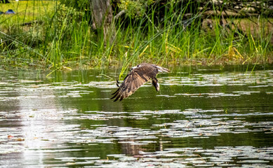 Osprey with its catch flying home for dinner