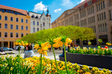 Fototapeta na wymiar 2022-04-29 beautiful flowers on marien square. Goerlitz, Germany