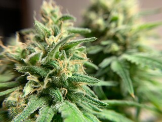 Cannabis Plant Bud Closeup