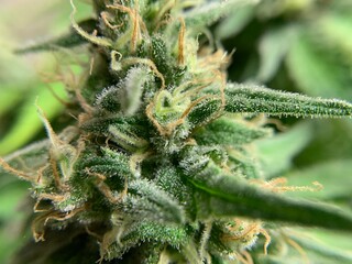 Marijuana Plant close up