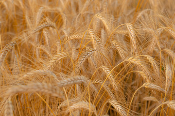 Golden wheat in the field. Grain spikes ripening in summer before the harvest.
