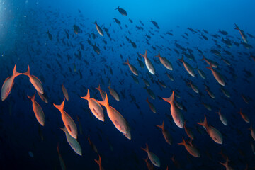 Paranthias colonus during dive next to Malpelo. Pacific creolefish on the dive. Abundant fish in...