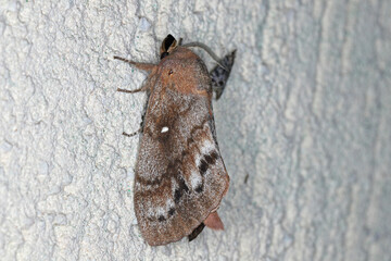 Pine tree Lappet Moth (Dendrolimus pini), male.