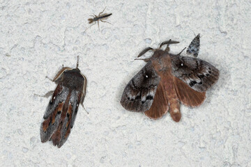 Pine tree Lappet Moth (Dendrolimus pini), male.