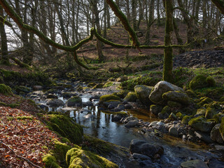 Once used to fill the mill pond, now overgrown and nearly clogged by fallen trees, the Eas Dubh...