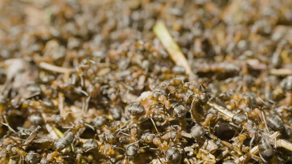 Ants building an anthill. Colony insects. Macro. Red forest ants. Anthill in the forest closeup