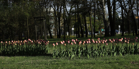 Tulips in the Western Park in Wrocław< Poland