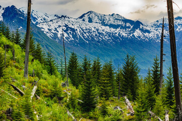 Saint Helens blast zone plus 30 years, varied green color of trees.  Snow capped mountain ridge