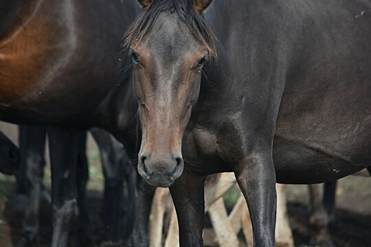 head of a bay horse of the Karachay breed close-up in a herd on pastures in the mountains, Karachay-Balkaria. Russia