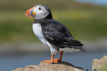 Cute atlantic puffin - Fratercula arctica standing on stone with green background. Photo from Hornoya Island at Varanger Penisula in Norway.