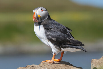 Atlantic puffins - Fratercula arctica - standing on cliff with green background. Photo from Hornoya Island in Norway.