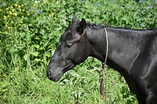 the head of a bay horse of the Karachay breed with flies on a green background in the pastures in the mountains, Karachay-Balkaria. Russia