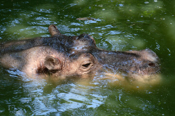 Close up Hippopotamus