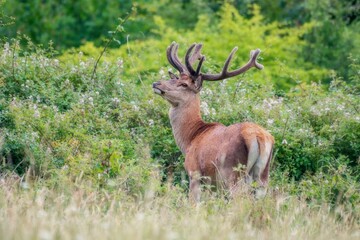 Red deer stag antlers in velvet