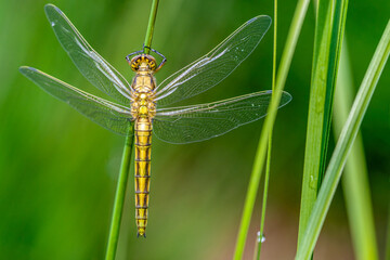 Golden dragonfly on a green leaf immature male Black-tailed skimmer Orthetrum cancellatum