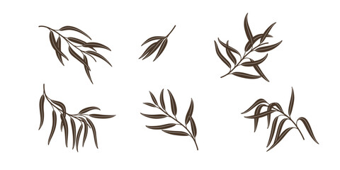 Fototapeta na wymiar Set of eucalyptus branch. Flat contour vector illustration.