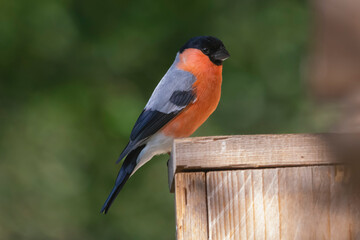 Eurasian bullfinch or common bullfinch - Pyrrhula pyrrhula - standing bird feeder with dark green...