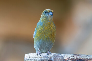 Portrait of pine grosbeak - Pinicola enucleator - colorful yellow plumage female  perched with light brown background. Photo from Kaamanen, Lapland in Finland.